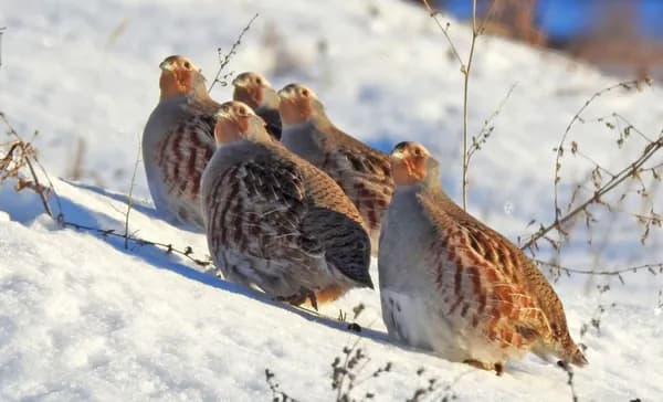 Обилие кекликов - здоровая экология